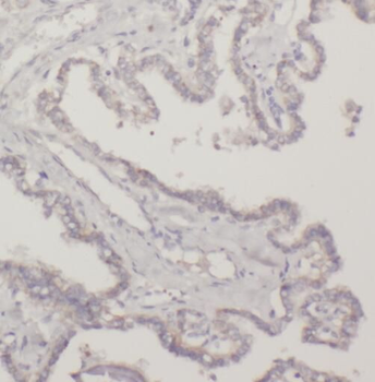 TRAF5 Antibody