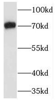 TRAF7 Antibody