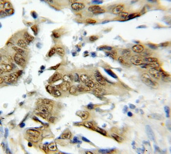 TRAF7 Antibody