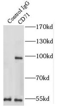 TFRC Rabbit Polyclonal Antibody