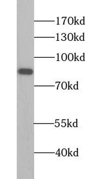 TRAP1 Antibody