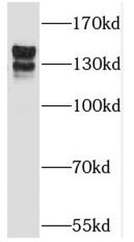 TRAPPC9 Antibody