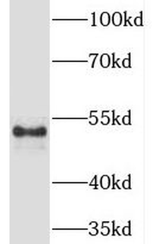 TREML4 Antibody