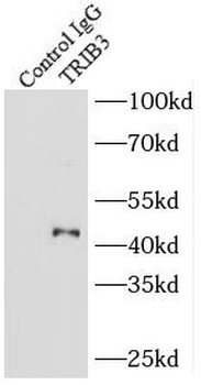 TRIB3 Antibody