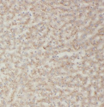 TRIM14 Antibody