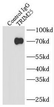 TRIM25 Antibody
