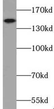 TRIM33 Antibody