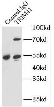 TRIM41 Antibody