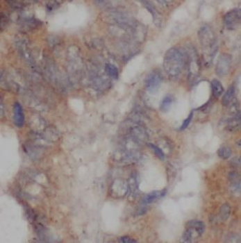 TRIM6 Antibody