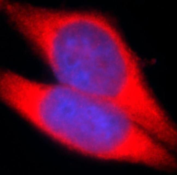 TRIM63 Antibody