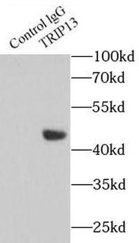 TRIP13 Antibody