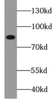 TRPC1 Antibody