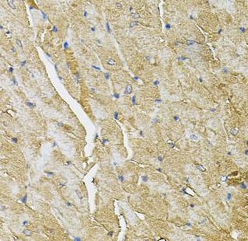 TRPC1 Antibody