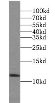 TXN Antibody