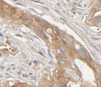 TXN2 Antibody