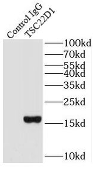TSC22D1 Antibody
