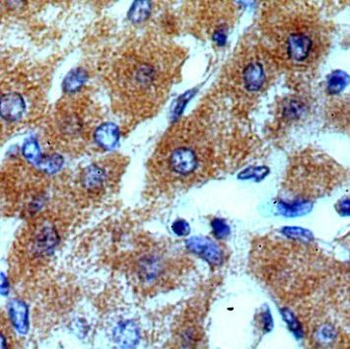 TSPAN33 Antibody