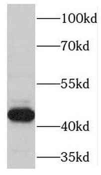 Tspyl4 Antibody