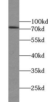 IFT70A Antibody