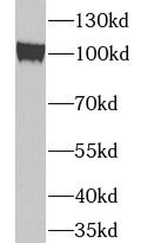 TUBGCP3 Antibody