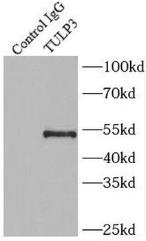 TULP3 Antibody