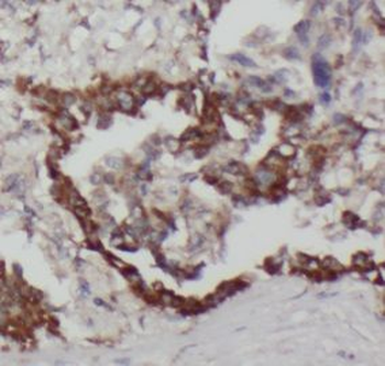 NPRL2 Antibody