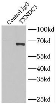 NME8 Antibody