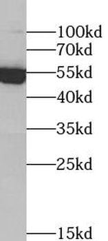 TXNRD2 Antibody