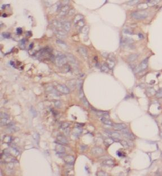UBA5 Antibody