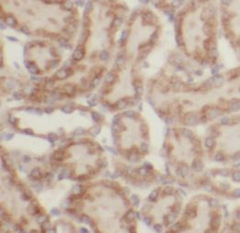 UBA52 Rabbit Polyclonal Antibody