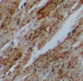 UBAC1 Antibody