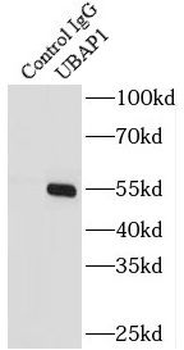 UBAP1 Antibody