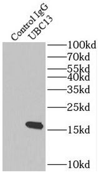 UBE2N Antibody