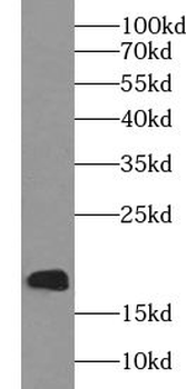 UBE2L6 Antibody