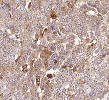 UBL4A Antibody