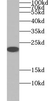 UBL4B Antibody