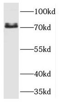 UBQLN3 Antibody