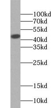 UBXN1 Antibody