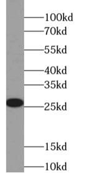 UCHL1 Antibody
