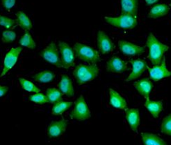 UCN2 Antibody