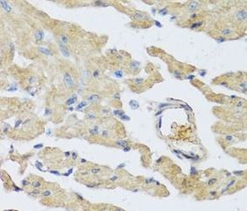 UCN2 Antibody