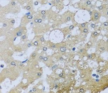 UQCR10 Antibody