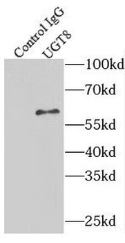 UGT8 Antibody