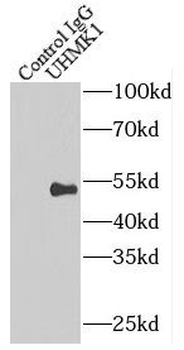 UHMK1 Antibody