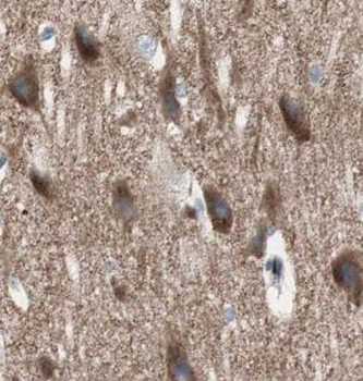 UNC5A Antibody