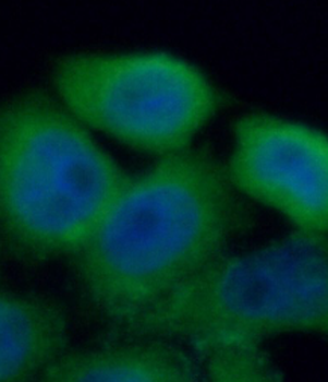PLAU Antibody