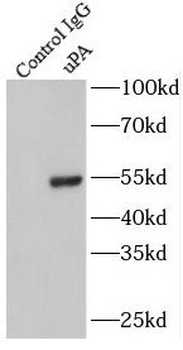 PLAU Antibody