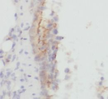 PLAU Antibody