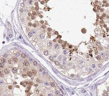 UPF3B Antibody