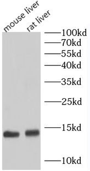UQCRB Antibody